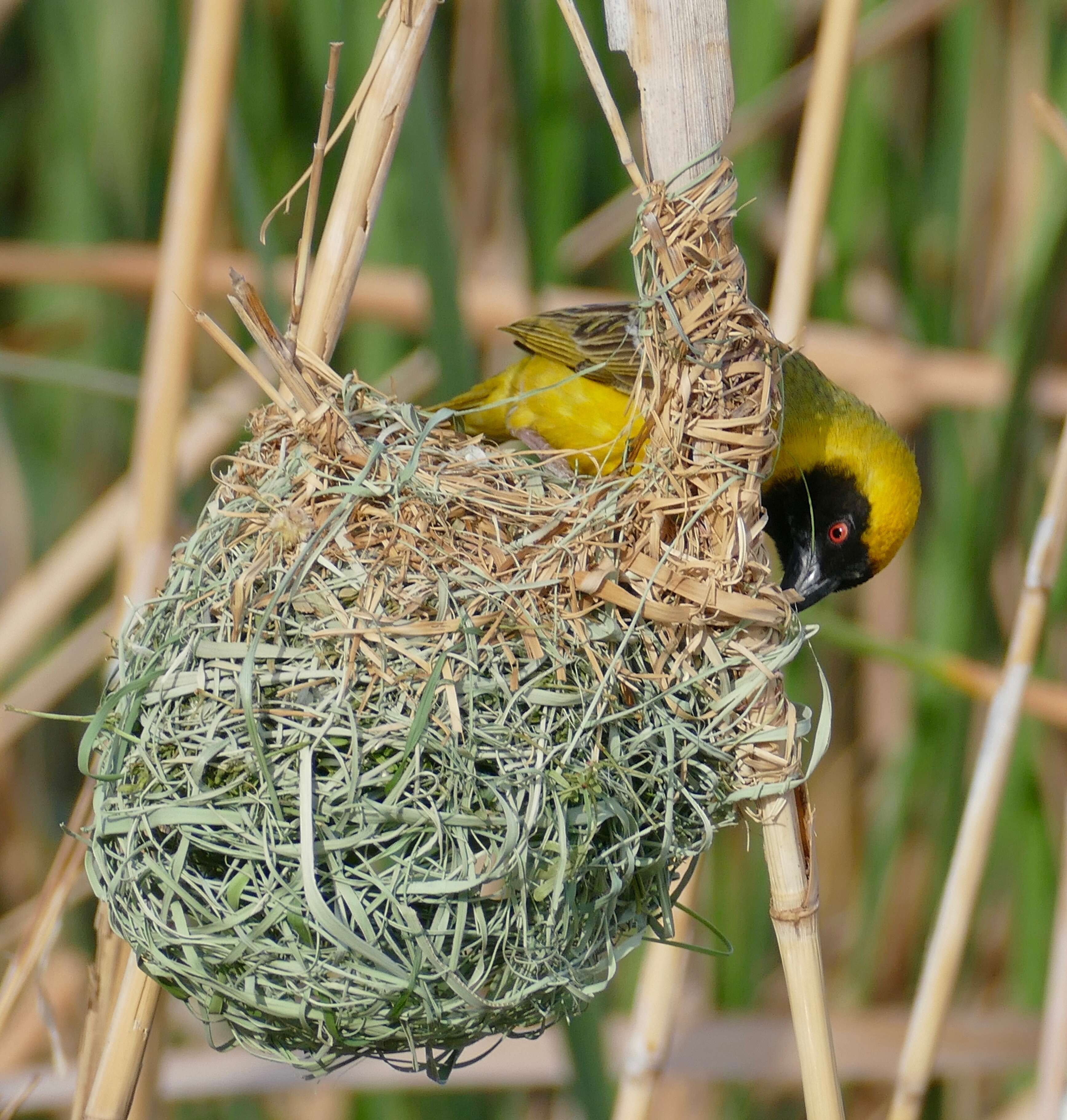 Image de Tisserin à tête rousse