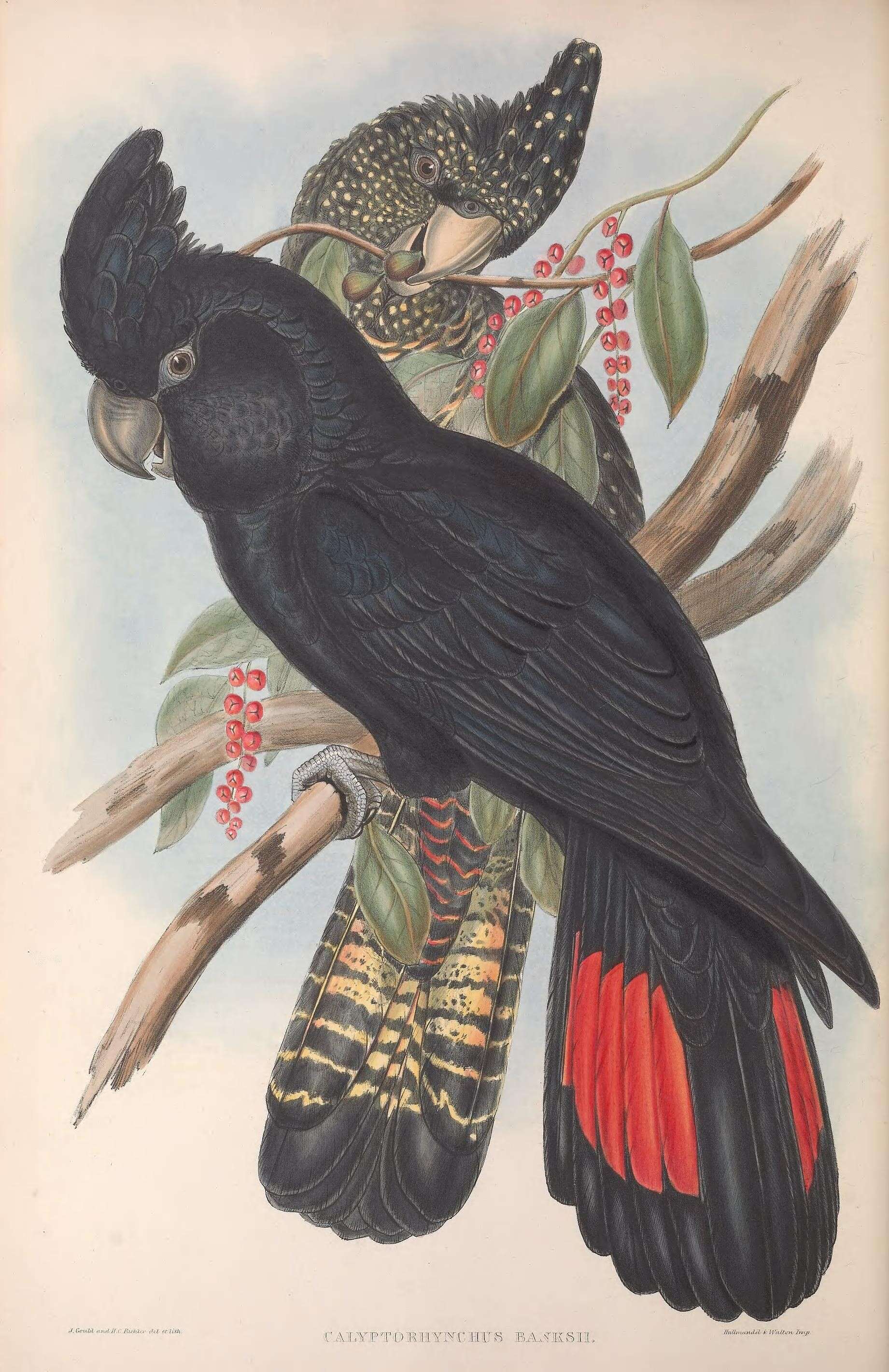 Image of Red-tailed Black-Cockatoo