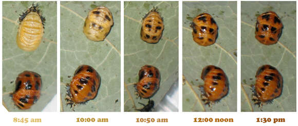 Image of Harmonia axyridis (Pallas 1773)