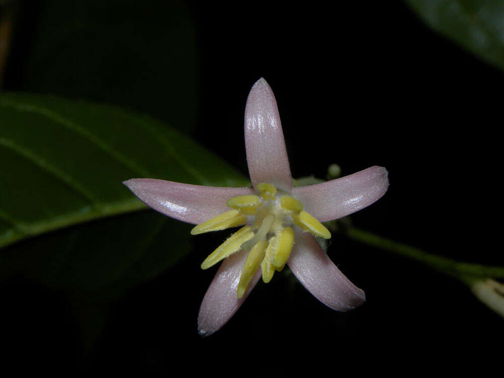 Image of Styrax glabratus Schott