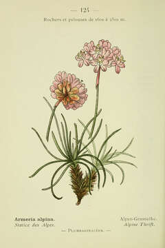 Image of Alpine Thrift