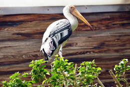 Image of Painted Stork