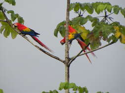 Image of Yagrumo Hembra, Trumpet-Tree