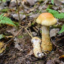 Image of Yellow girdled webcap