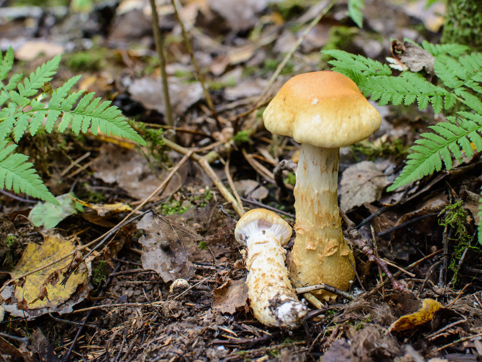 Image of Yellow girdled webcap