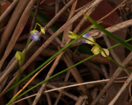 Image of bladderwort