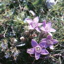 Imagem de Gentianella germanica (Willd.) E. F. Warburg