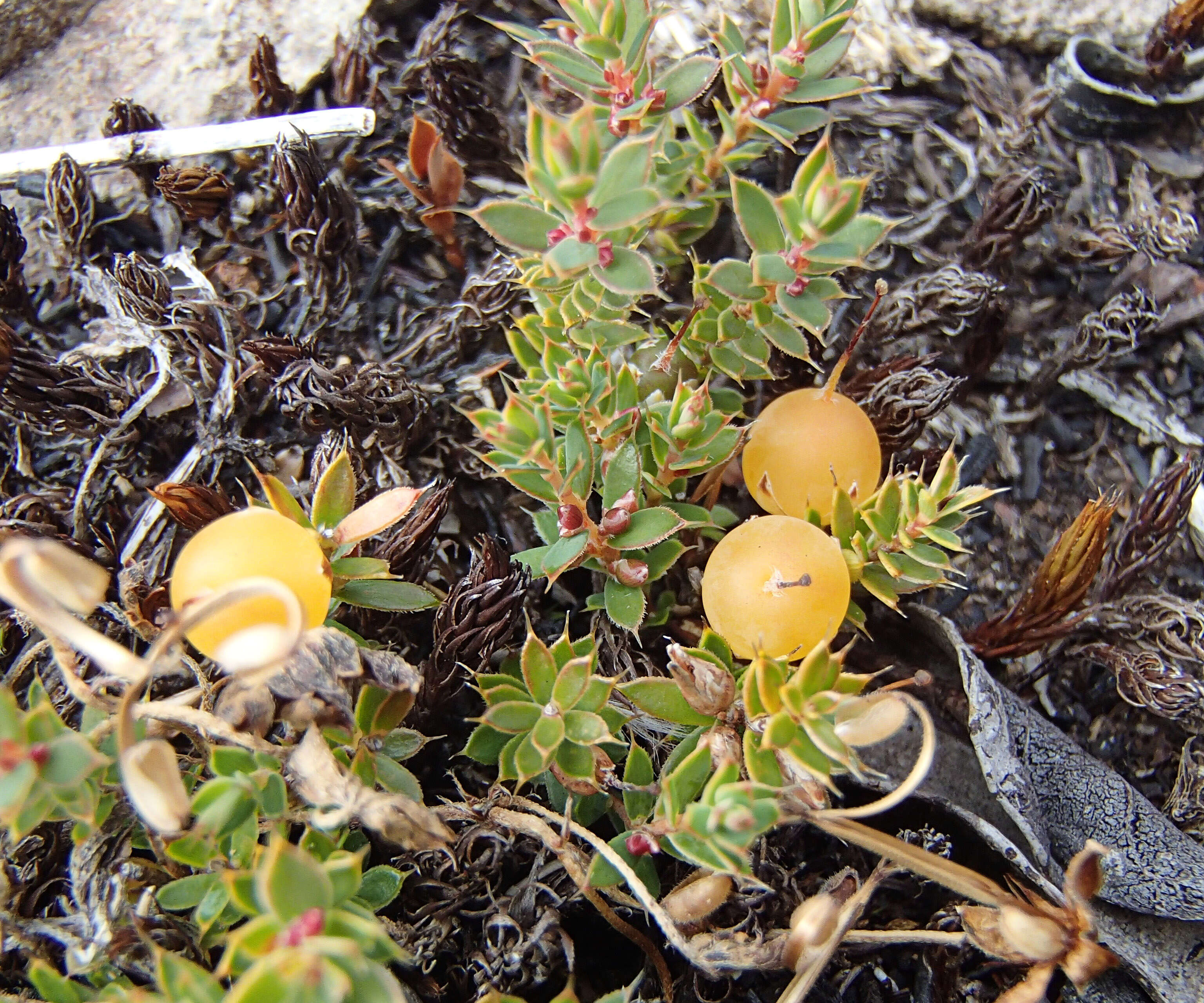 Image of Leucopogon fraseri A. Cunn. ex DC.