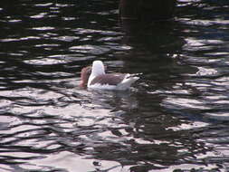 Image of Larus Linnaeus 1758