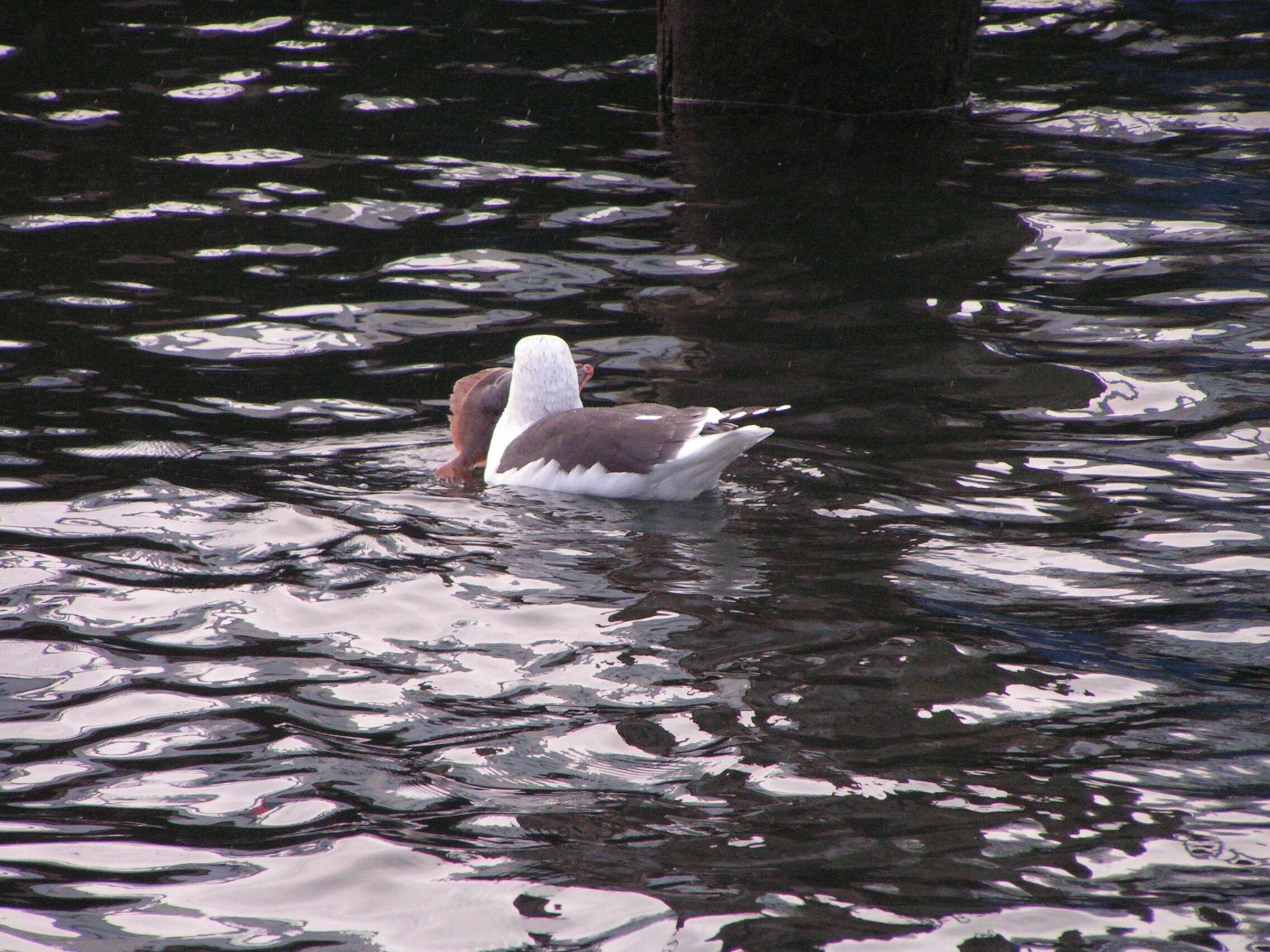 Image of Larus Linnaeus 1758