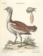 Image of Otis Linnaeus 1758