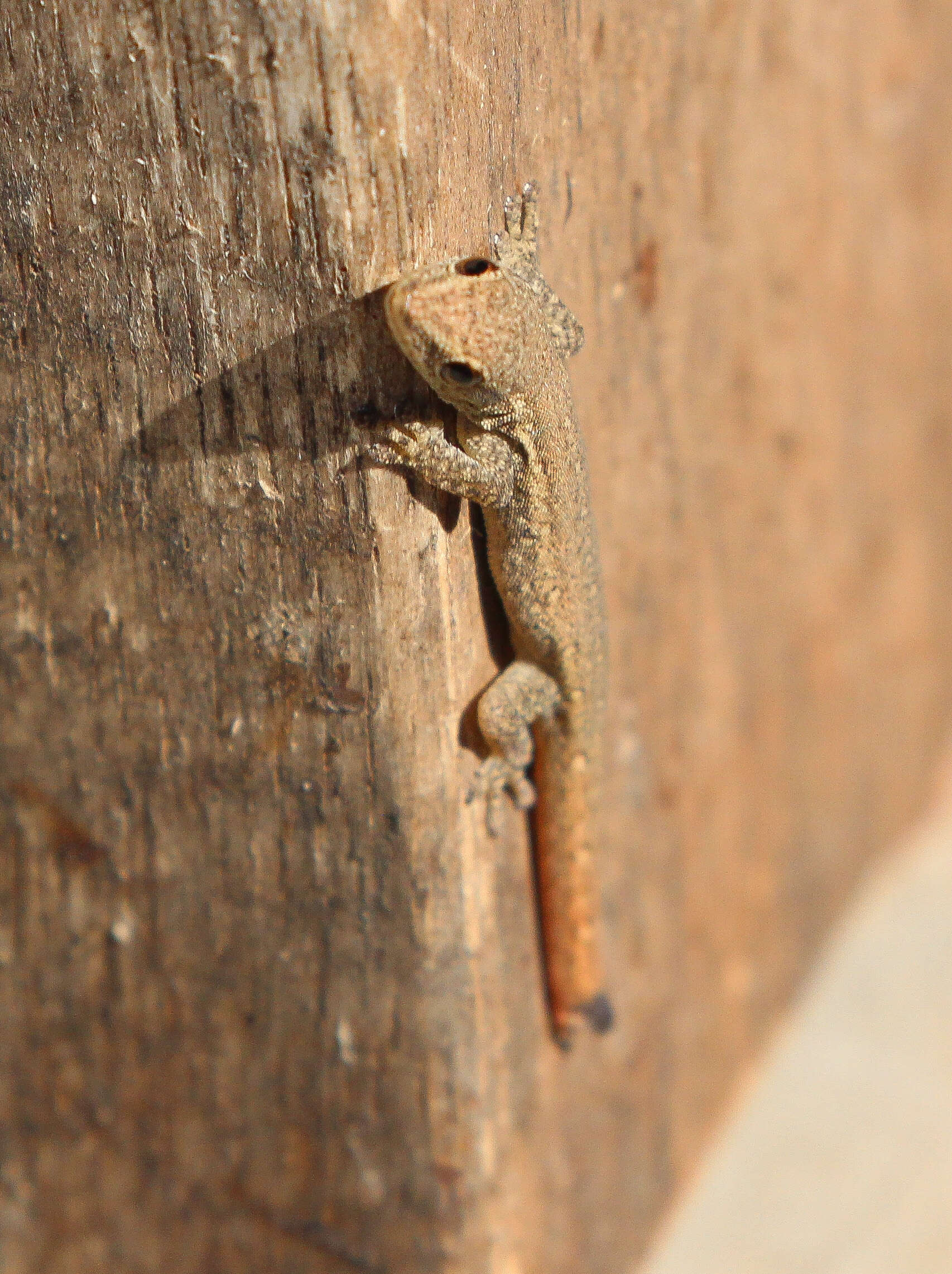 Image of Elba Gecko