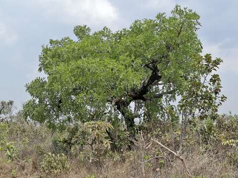 Imagem de Enterolobium