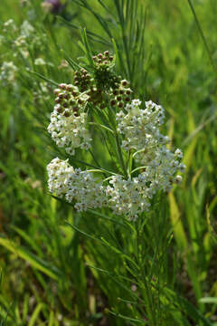 Image of whorled milkweed