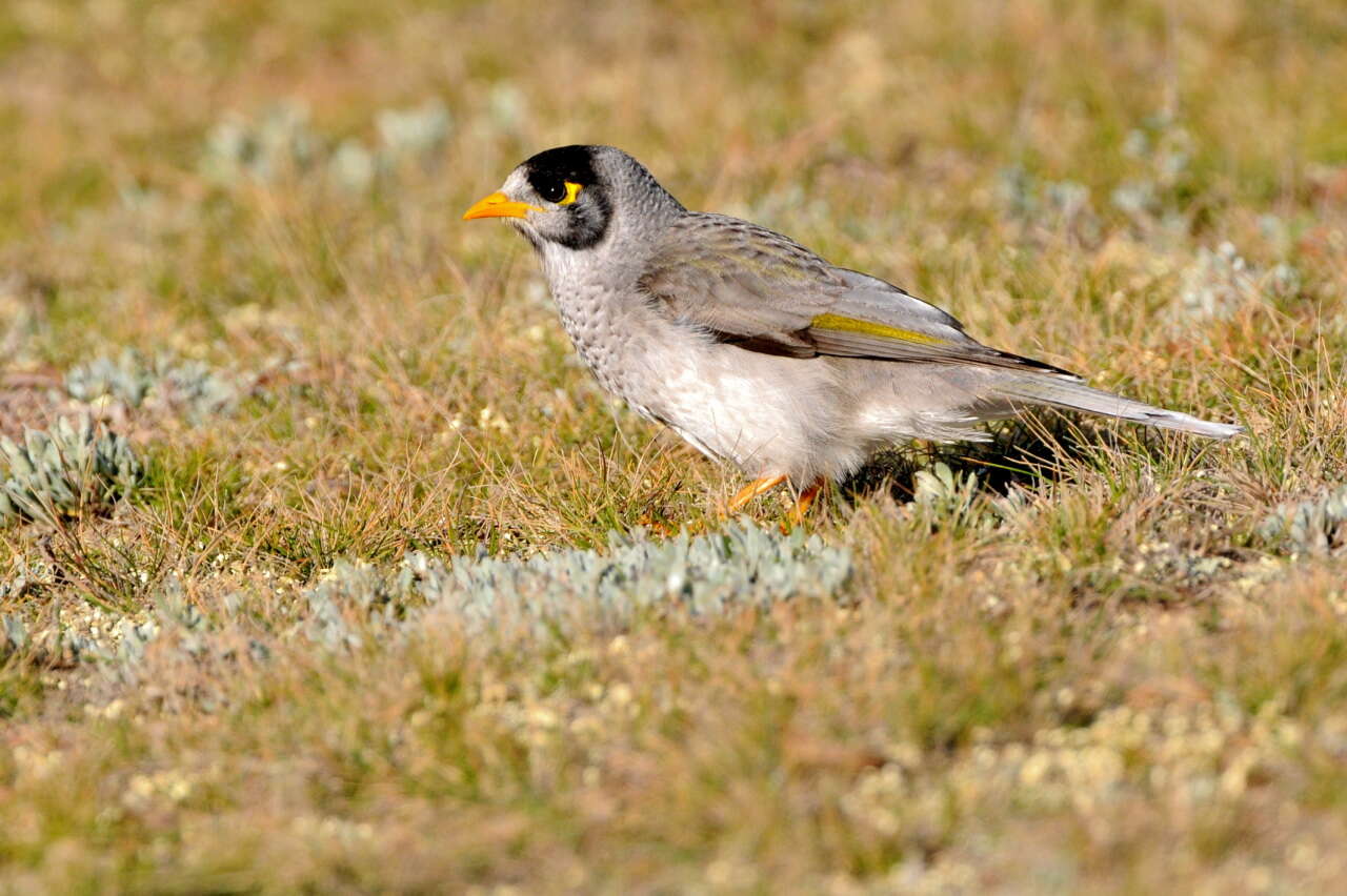 Image of Noisy Miner