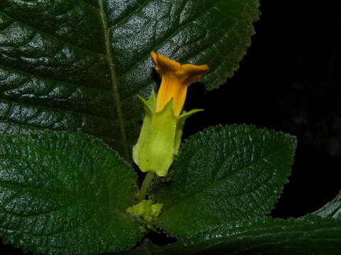 Image of Chrysothemis friedrichsthaliana (Hanst.) H. E. Moore