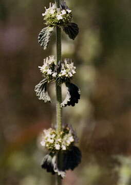 Image of horehound