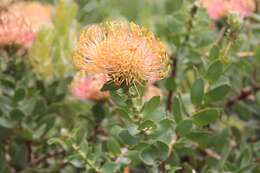 Image of red pincushion-protea