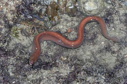 Image of Brown moray eel