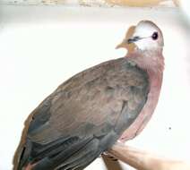 Image of Lemon Dove