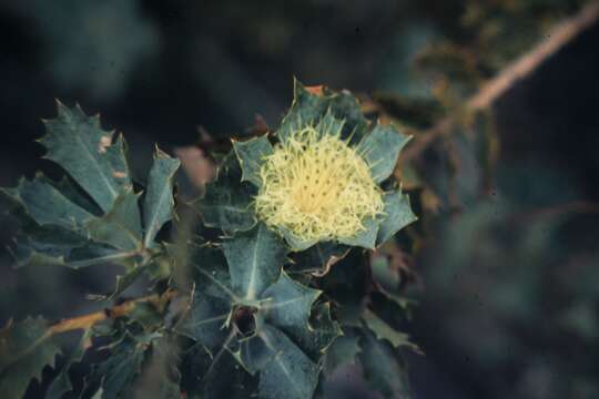 Image of Magnoliophyta