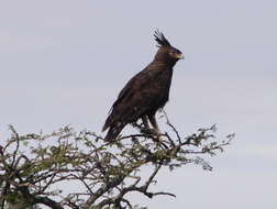 Image of Lophaetus Kaup 1847