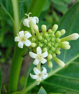 صورة Morinda panamensis Seem.