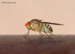 Imagem de Drosophila