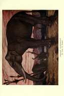 Image de Elephas Linnaeus 1758