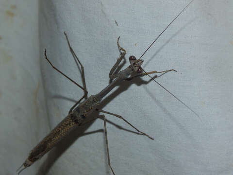 Image of Archimantis