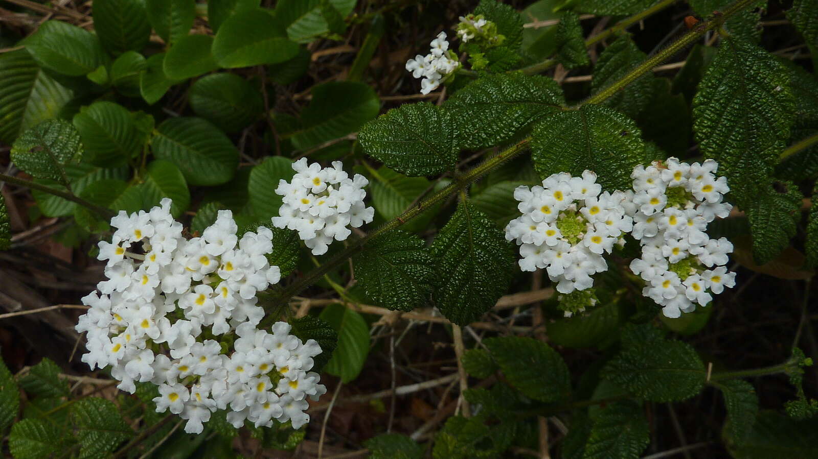 Image of Lantana radula Sw.