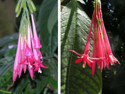 Image of Bolivian fuchsia