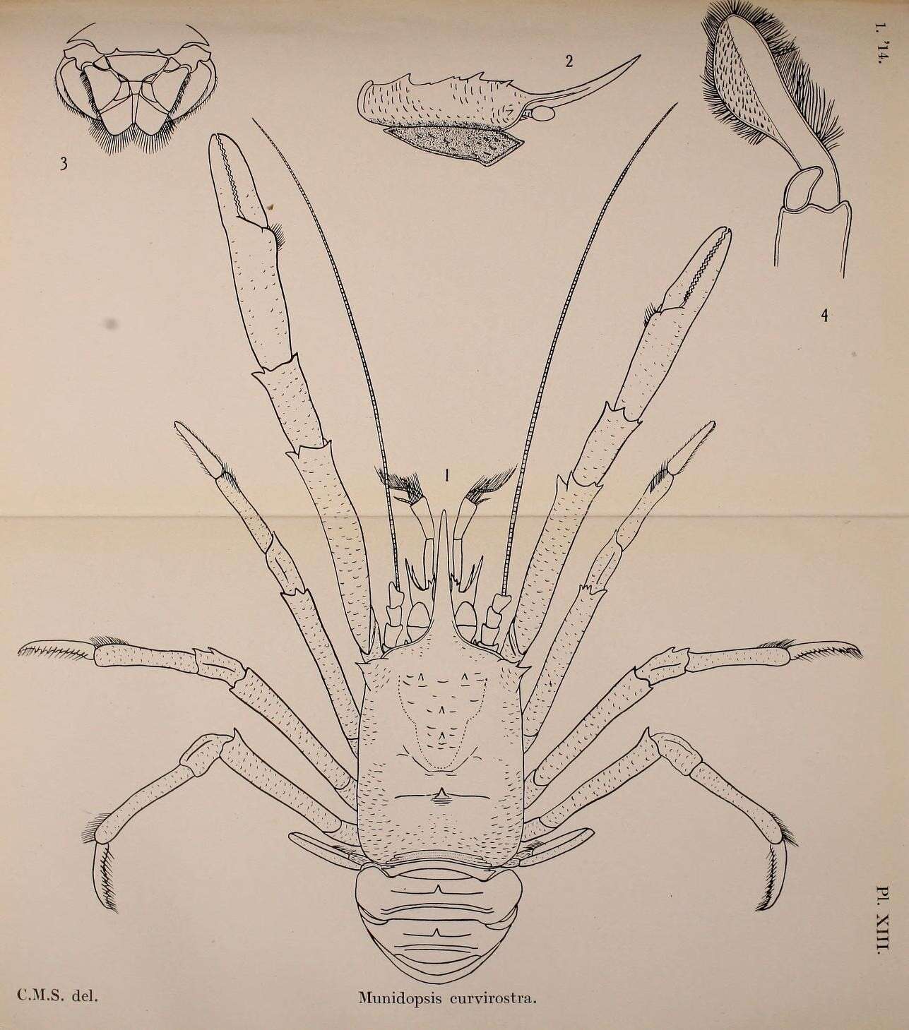 Image of Munidopsis Whiteaves 1874