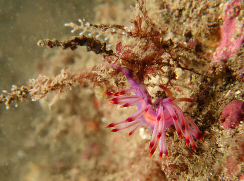 Coryphellina rubrolineata O'Donoghue 1929 resmi