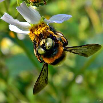 Plancia ëd Xylocopa micans Lepeletier 1841