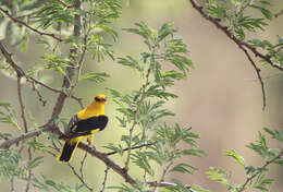 Image of Indian Golden Oriole