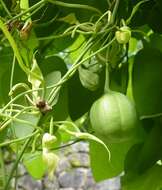 Image de Aristolochia contorta Bunge