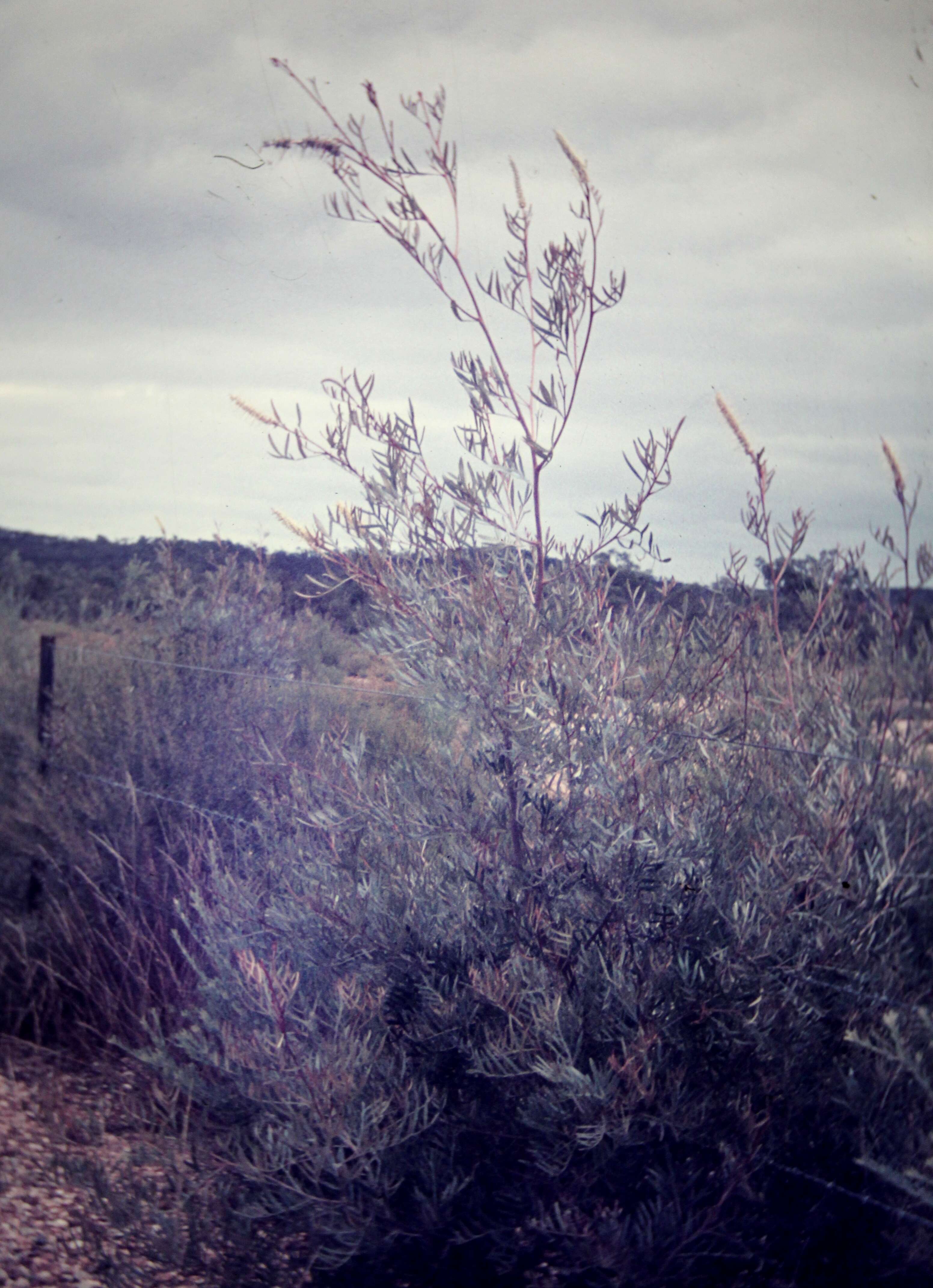 Imagem de Grevillea sessilis C. T. White & Francis