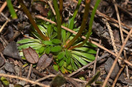 Image of Stylidium junceum R. Br.