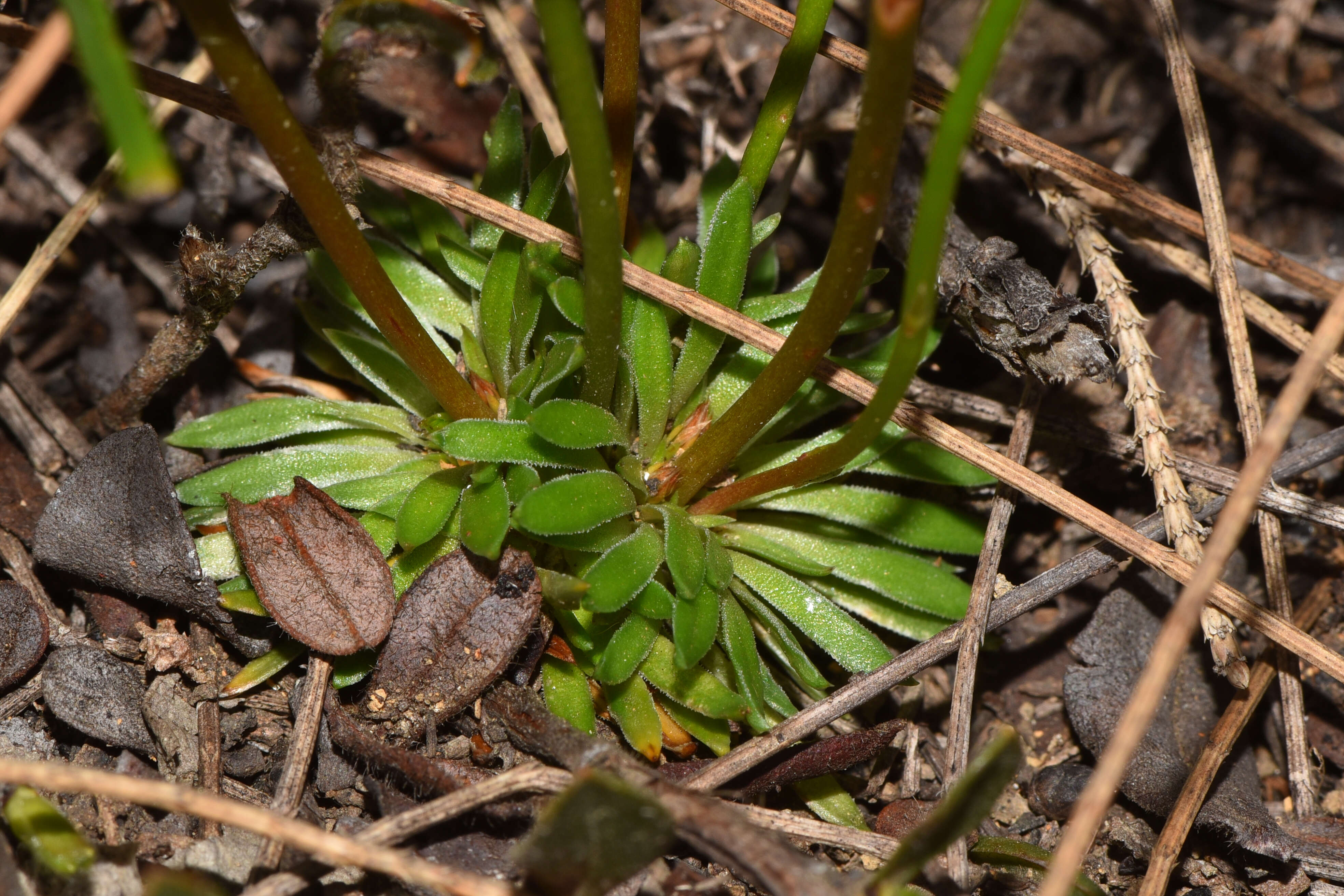 Image of Reed Triggerplant