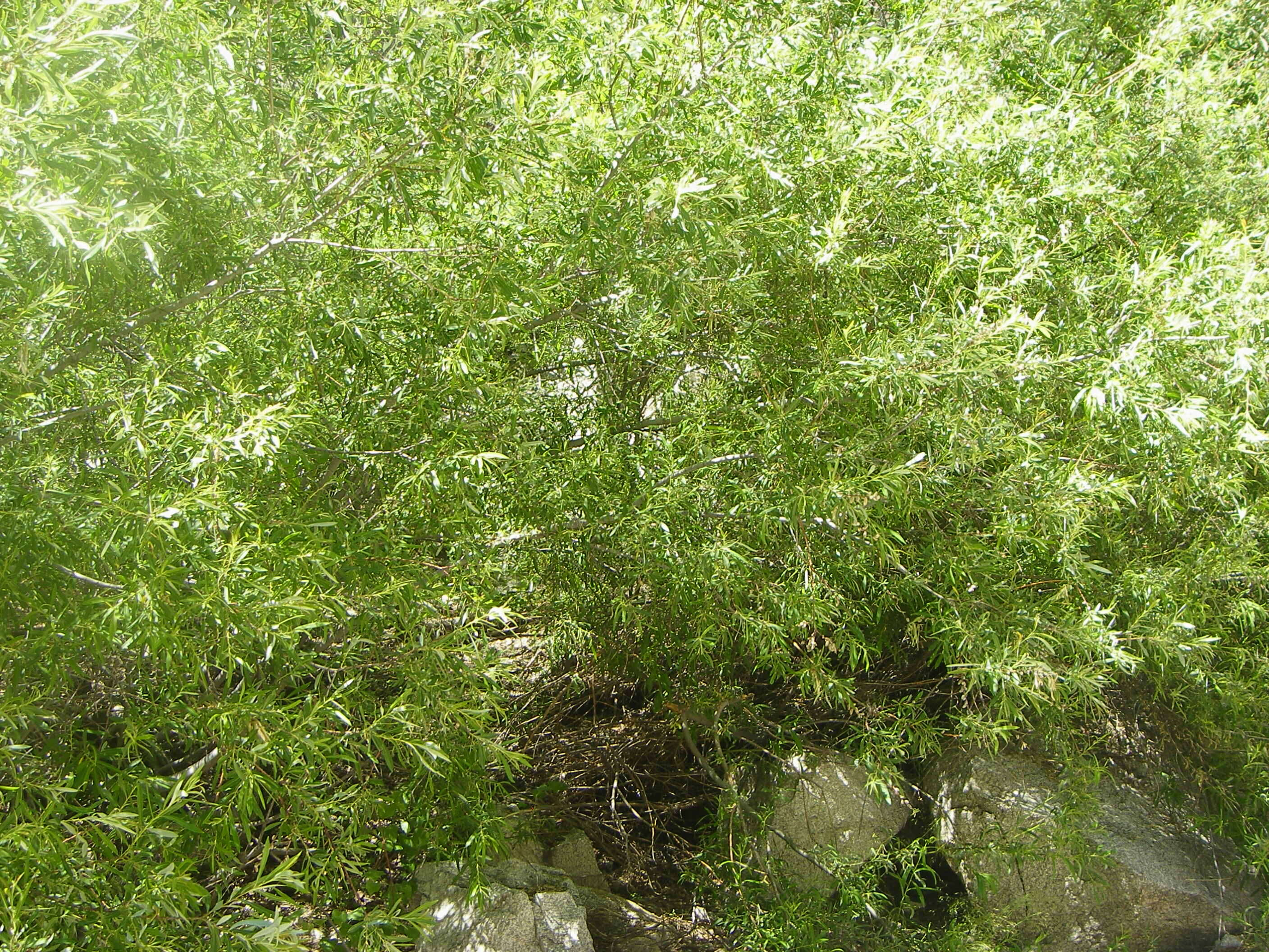 Image of Salix