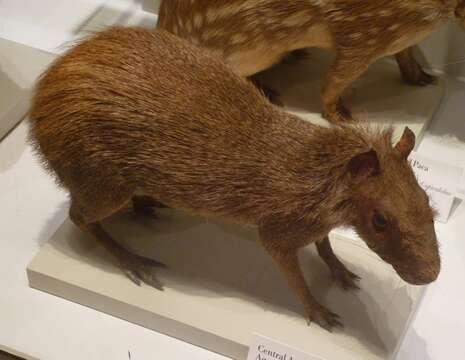 Image of Central American Agouti