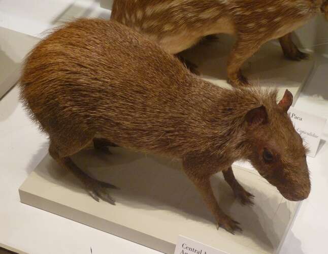 Image de Agouti Ponctué