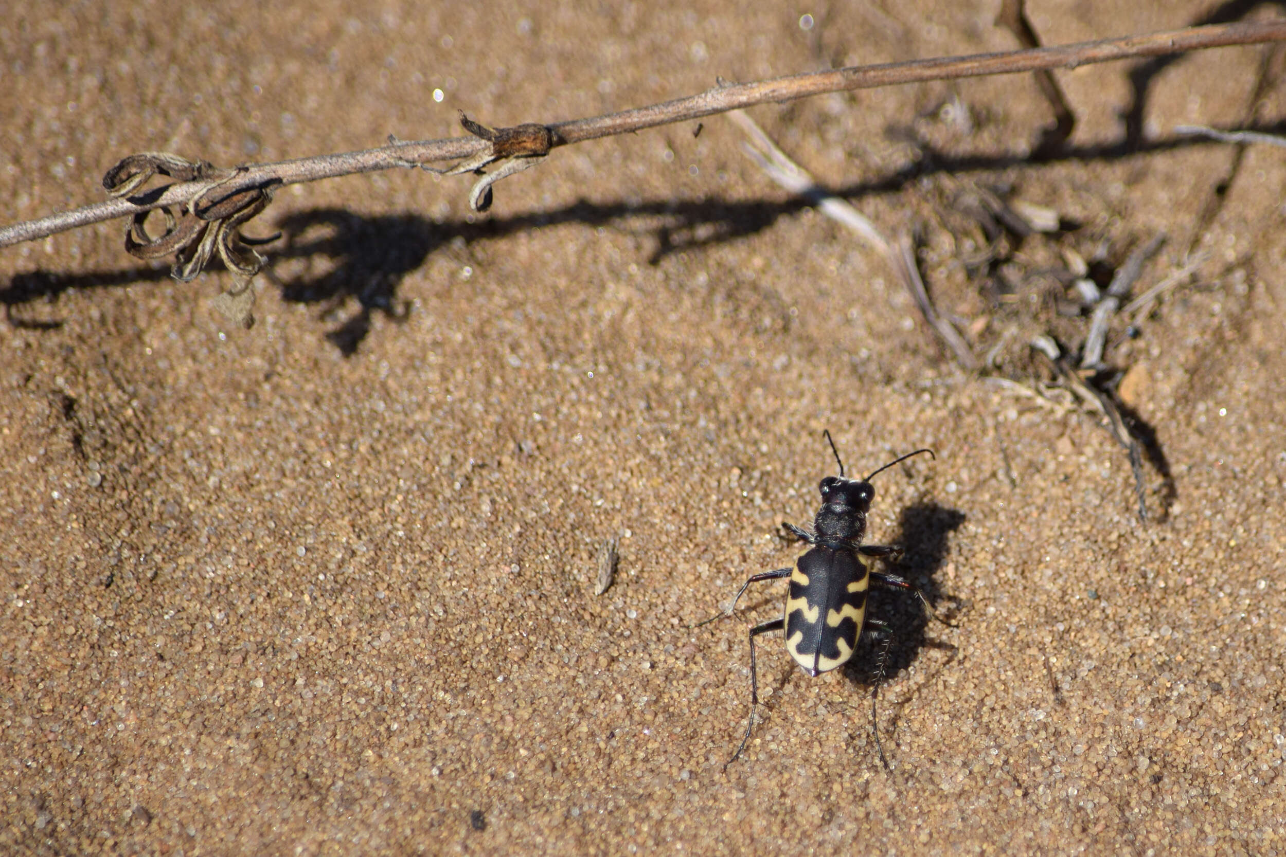 Image of Big Sand Tiger Beetle
