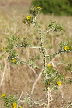 Image of goldenthistle