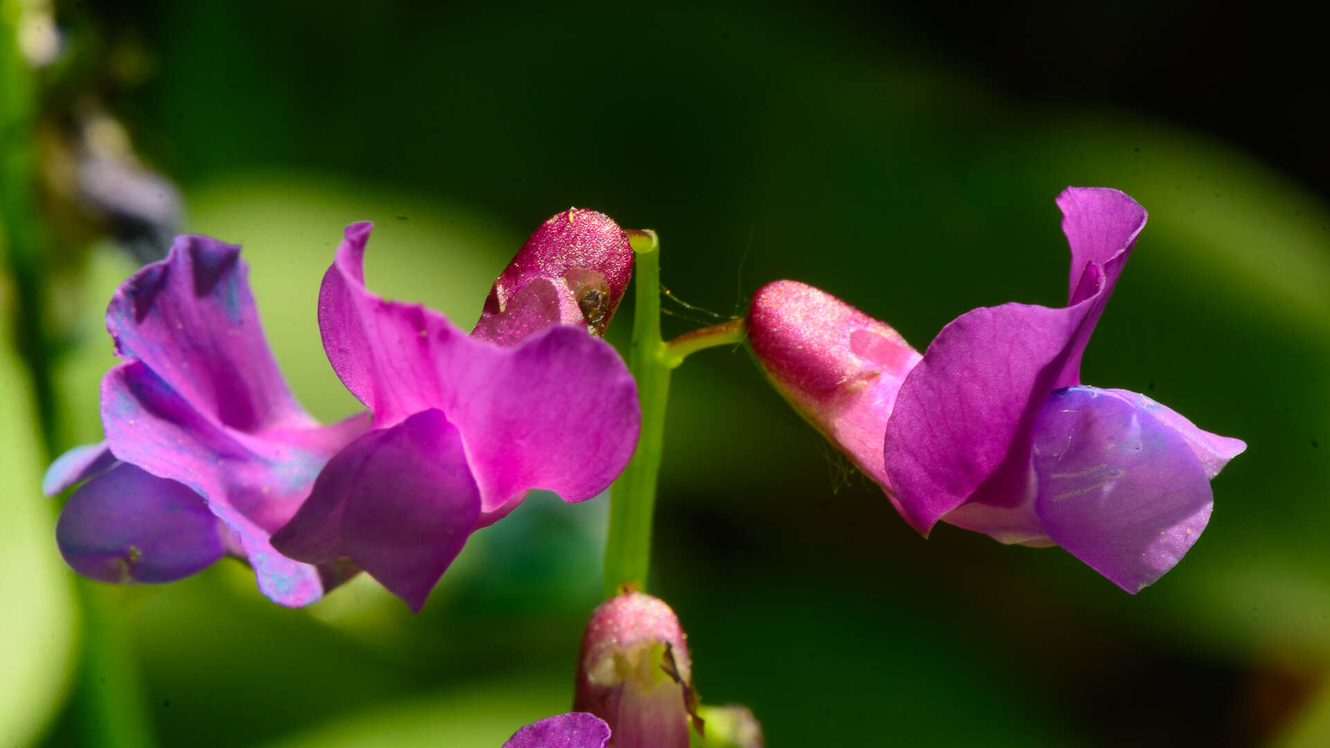 Lathyrus vernus (L.) Bernh. resmi