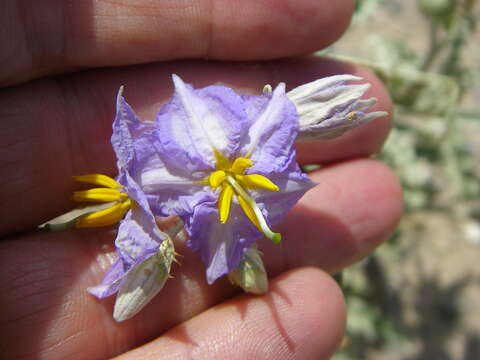 Imagem de Solanum elaeagnifolium Cav.