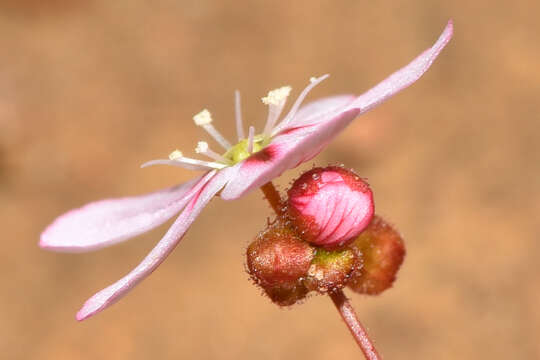 Image of Drosera spilos N. Marchant & Lowrie