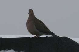 Image of American Mourning Dove