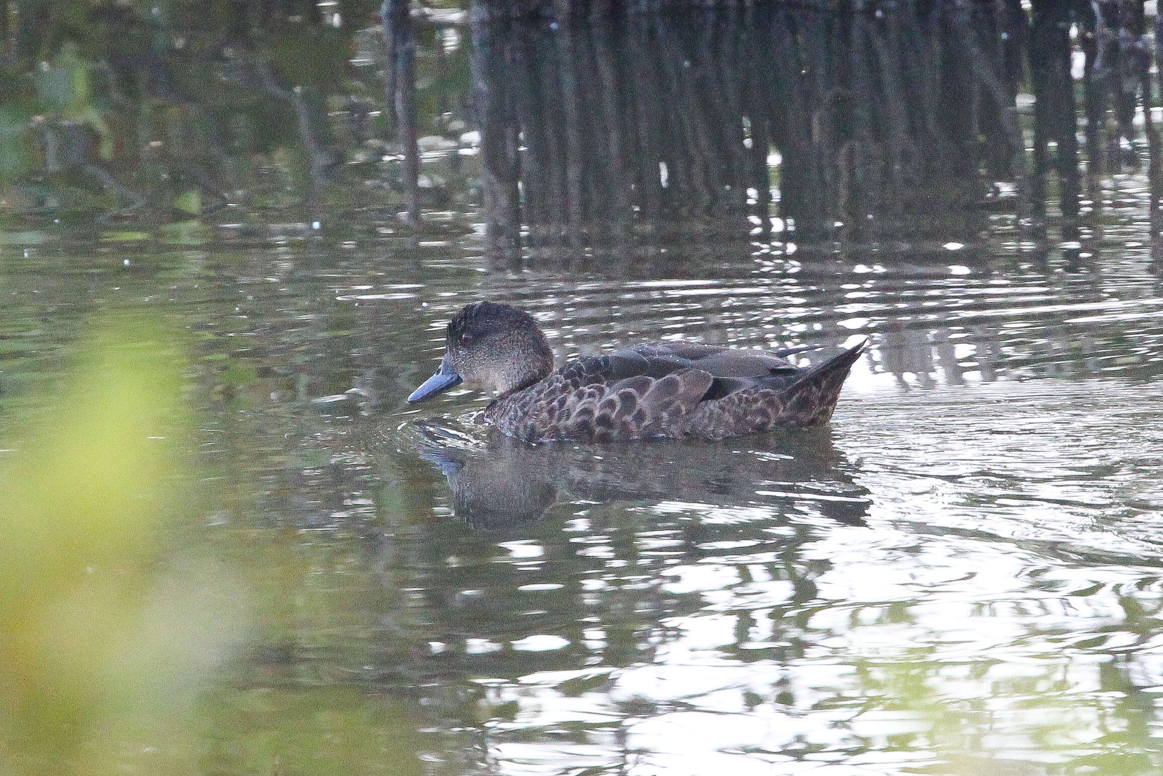 Image of Chestnut Teal